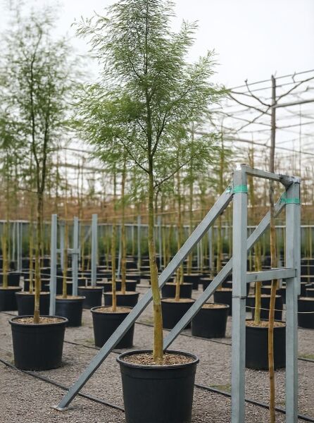 Silber-Akazie (Acacia dealbata) Hochstamm 16-18 StU im Container, schlanker Stamm mit feinem, gefiedertem Laub