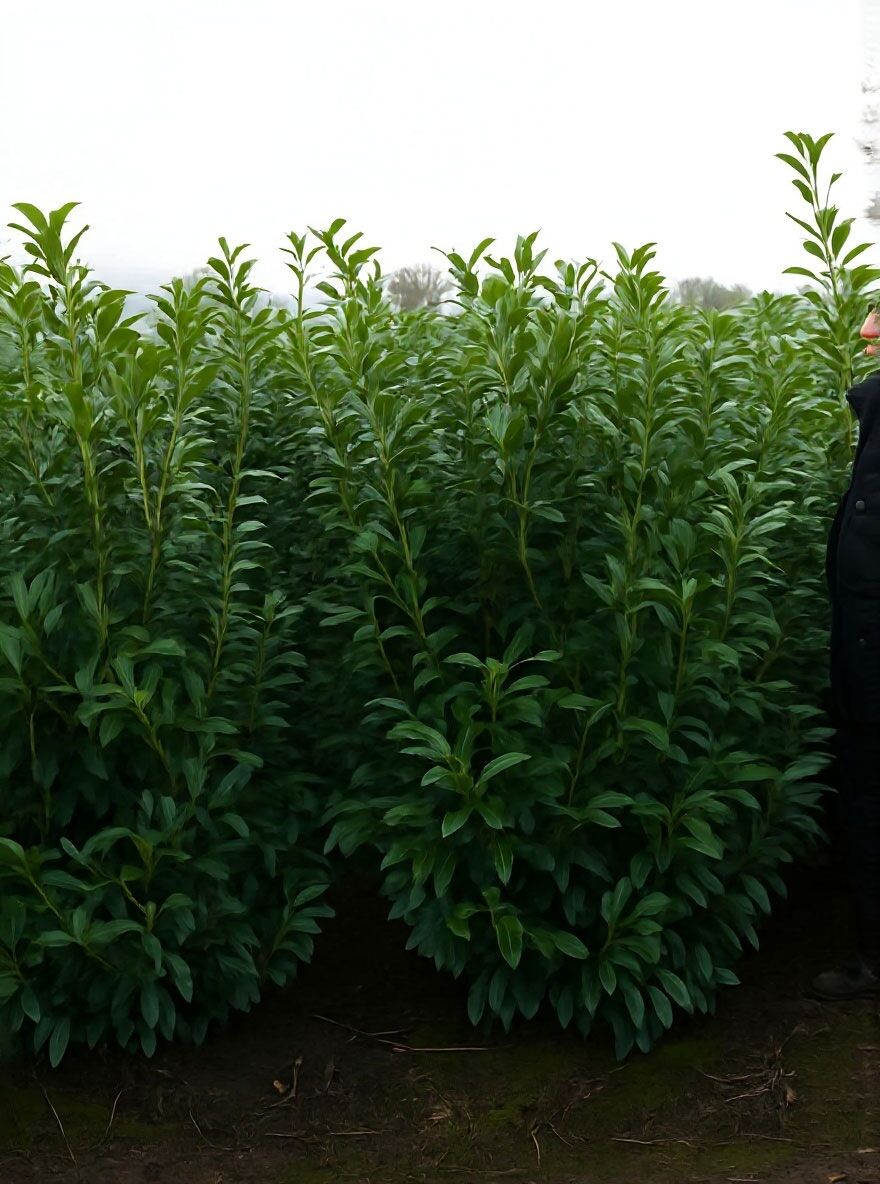 Kirschlorbeer 'Caucasica' - Prunus laurocerasus 'Caucasica' - Baumschule  NewGarden