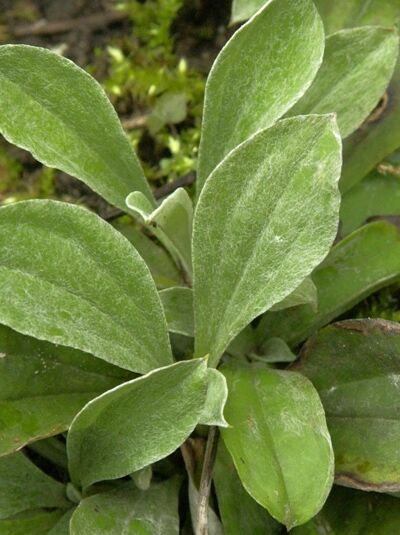 Katzenpfötchen  / Katzenpfötchen 