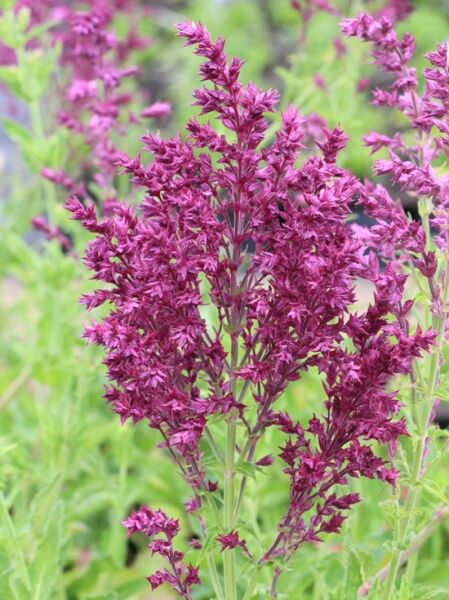 Salvia nemorosa Schwellenburg  /