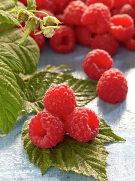 Rubus idaeus 'Glen Ample ®' / Himbeere 'Glen Ample' mit roten Früchten und grünen Blättern
