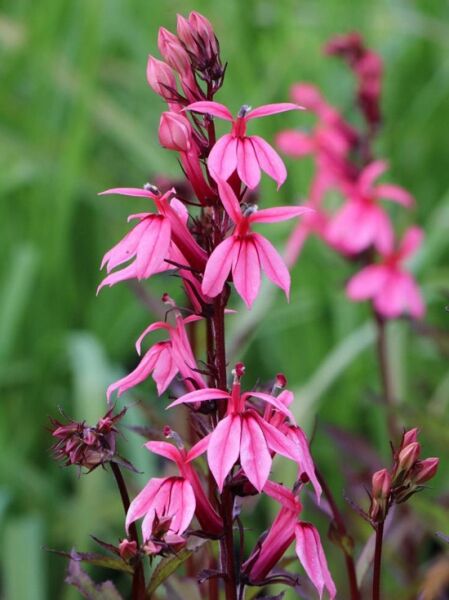 Lobelia x speciosa Fan Lachs  /