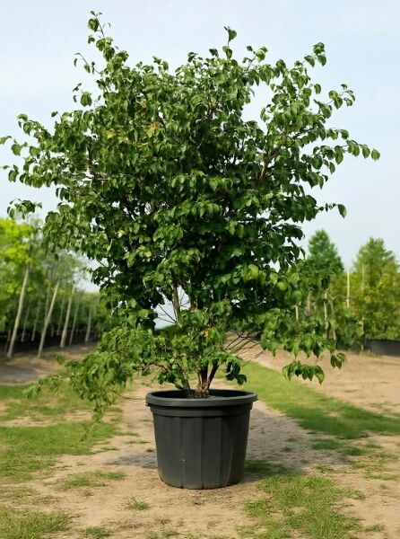 Japanischer Blumen-Hartriegel (Cornus kousa) im Container C125, ca. 200–250 cm, mehrstämmiger Strauch mit grünem Laub.