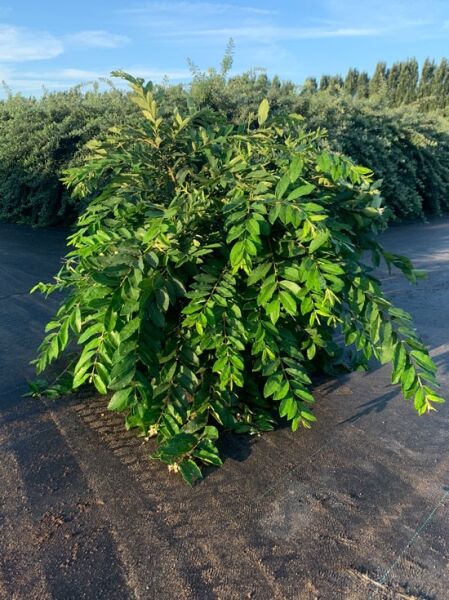 Ligustrum obt. 'Regelianum' – Buschiger Liguster, buschiger Strauch mit glänzend grünen Blättern, 80-100 cm breit, C12