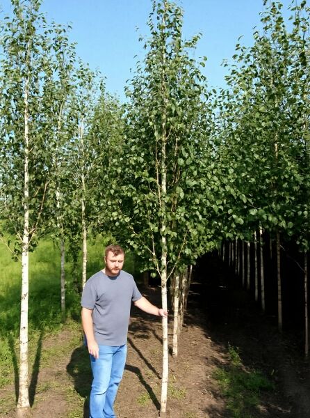 Weißrindige Himalaja-Birke (Betula utilis 'Doorenbos') Hochstamm 20-25 StU im Container, weißer Stamm, grüne Krone.