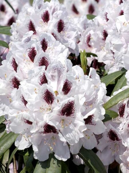 Rhododendron Hybride 'Calsap' / Rhododendron 'Calsap'