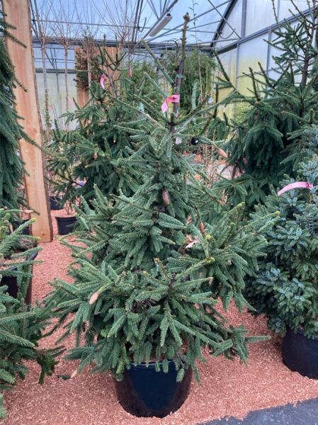 Picea abies 'Acrocona' / Zapfen-Fichte 'Acrocona' 80–100 cm m. B., kompakter Nadelbaum im Container mit Zapfenansatz