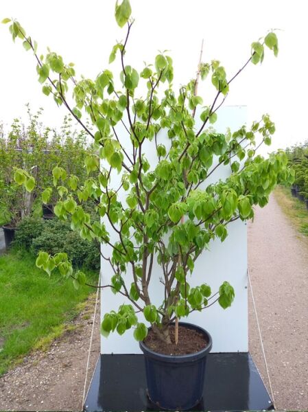 Pagoden-Hartriegel (Cornus controversa) 175-200 cm C35, mehrstämmiger Strauch im Container mit grünem Laub