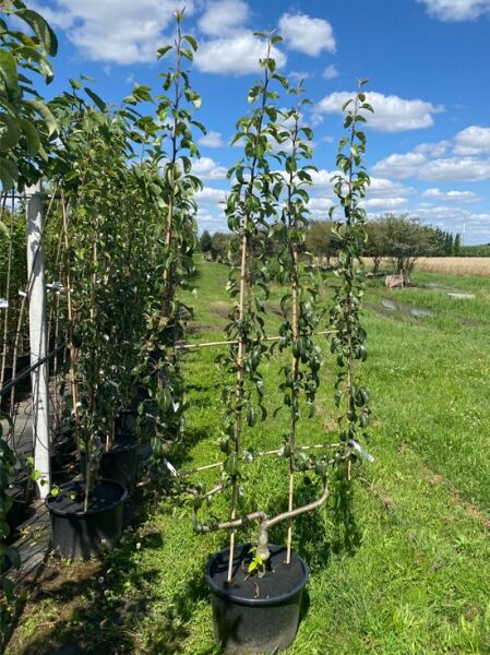 Pyrus communis 'Doyenné du Comice' / Birne 'Doyenné du Comice' Spalier doppelte U-Form C20 im Topf mit belaubten Trieben