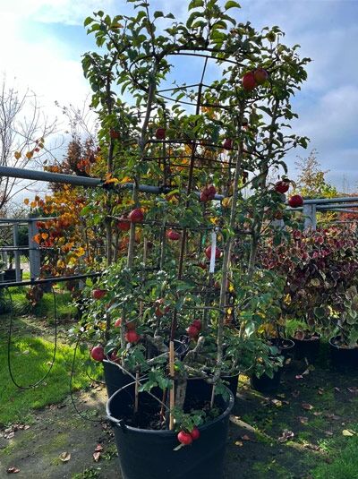 Apfel 'Hauxapfel' Kesselbaum / Malus domestica 'Hauxapfel' Nr. 1348