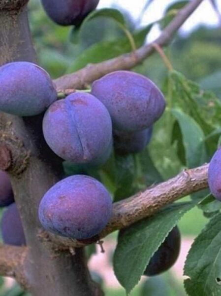 Prunus domestica 'Betuwse Kwets' / Pflaume 'Betuwse Kwets'
