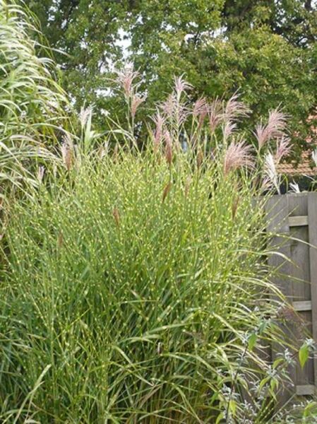 Miscanthus sinensis 'Strictus' / Stachelschweingras / Aufrechtes Zebra-Chinaschilf