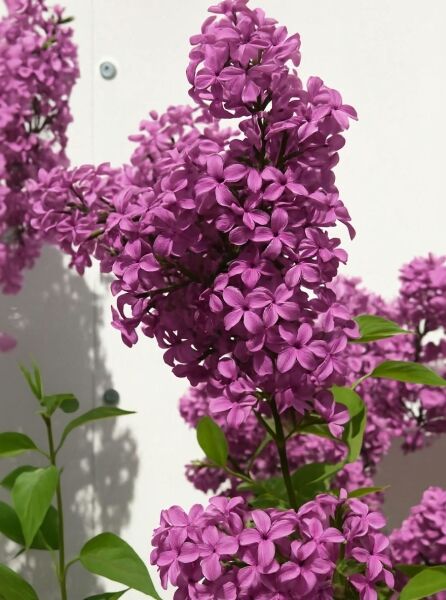 Syringa chinensis 'Saugeana' (Chinesischer Flieder 'Saugeana') mit violettfarbenen Blütenrispen und grünen Blättern