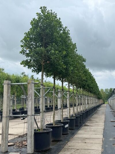 Ilex mutchagara 'Nellie R. Stevens' / Stechpalme 'Nellie R. Stevens' Hochstamm 200 cm, im Container, Stamm 25–30 StU.