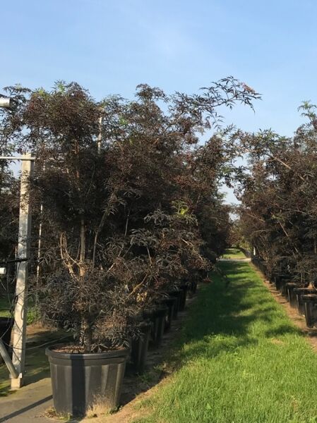 Sambucus nigra 'Black Lace' (Rotblättriger Schlitz-Holunder) 250-300 cm C80 im großen Container, dunkelrotes, fein geschlitztes Laub