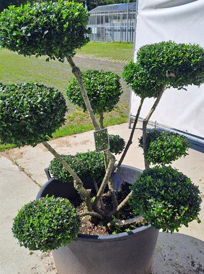 Japanische Hülse Garten Bonsai 110 120 cm 719694