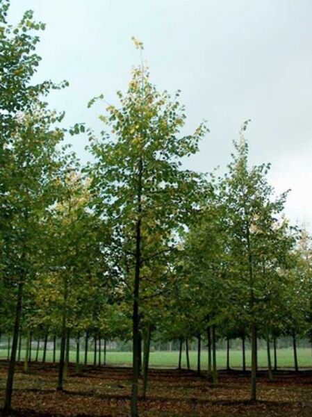 Tilia europaea 'Euchlora' / Krim-Linde