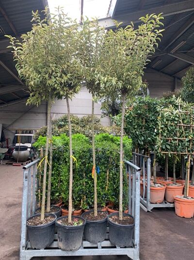 Ligustrum lucidum 'Excelsum Superbum' / Glanz-Liguster 'Excelsum Superbum'