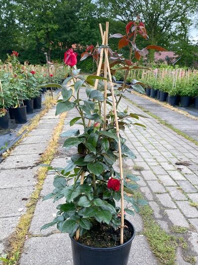 Rosa 'Red Flame' / Kletterrose 'Red Flame' C5 im Topf am Stützstab, grünes Laub und rote Blütenknospen.