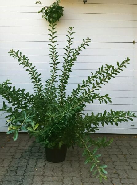 Salix gracilistyla 'Mount Aso'® / Rosa Riesenweidenkätzchen 'Mount Aso'® 150-175 cm C20, buschiger Strauch im Container mit grünen Blättern