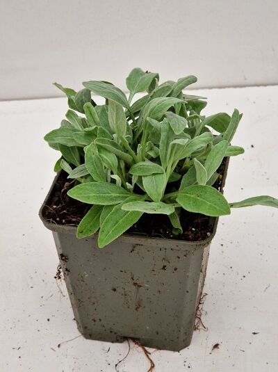 Silberpolster-Ehrenpreis 'Silberteppich' (Veronica spicata ssp. incana 'Silberteppich') P9, Jungpflanze im Topf mit silbrigem Laub