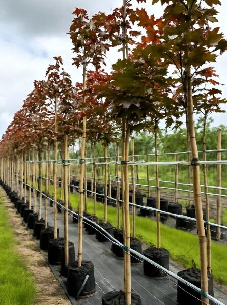 Spitz-Ahorn Acer platanoides 'Fairview' Hochstamm 10-12 StU im Container, aufrecht gebunden, mit rötlich-grünem Laub