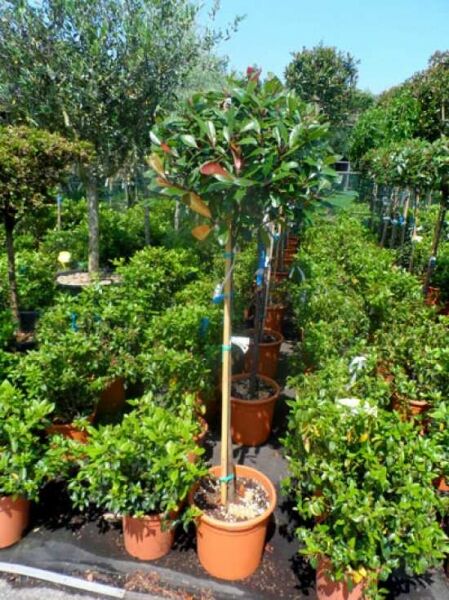 Photinia fraseri 'Red Robin' / Glanzmispel 'Red Robin' Hochstamm 120 cm Stamm, C25 im Topf, rote und grüne Blätter