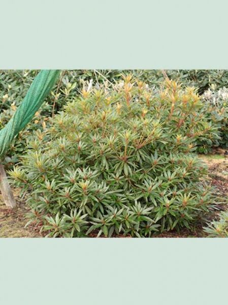Pontischer Rhododendron 'Graziella' / Rhododendron ponticum 'Graziella'