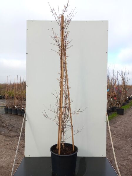 Abeliophyllum distichum Schneeforsythie Weiß Forsythie, Stämmchen 150-175 cm im Topf C20 ohne Blätter, Pflanzenangebot Baumschule