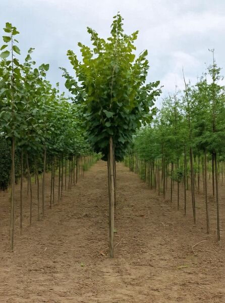 Tilia platyphyllos 'Rubra' – Korallenrote Sommer-Linde, Hochstamm 12-14 StU mit durchgehendem Stamm und kugeliger Krone