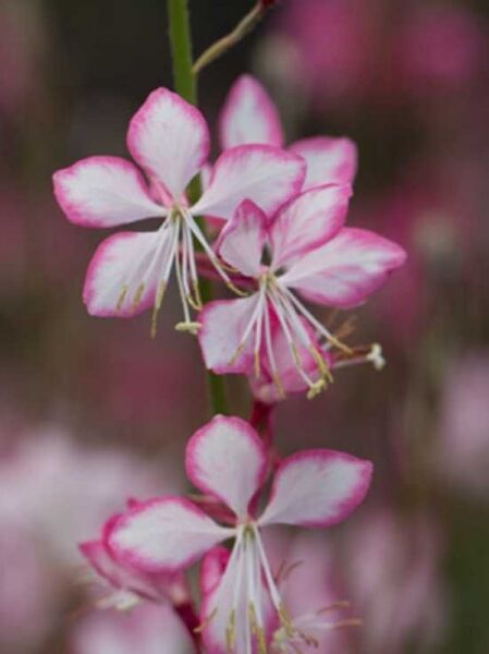 Gaura lindheimeri 'Rosy Jane' / Prachtkerze 'Rosy Jane' / Präriekerze 'Rosy Jane'