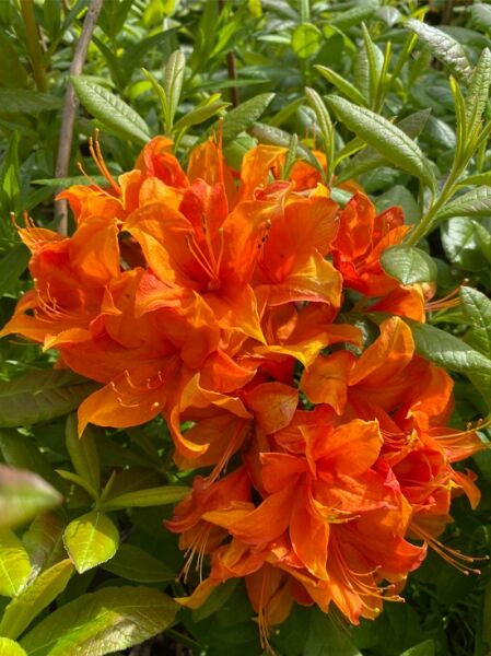 Laubabwerfende Azalee 'Goldflamme' / Azalea luteum 'Goldflamme' (Knap-Hill)