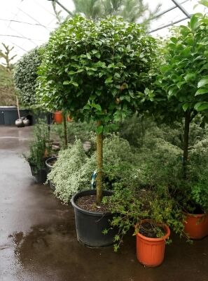 Portugiesischer Kirschlorbeer - Prunus lusitanica 'Angustifolia 'Kugel auf  Stamm'