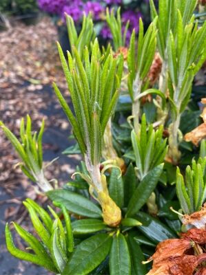 Rhododendron 'Blewbury' - Rhododendron roxieanum 'Blewbury' (syn. Blewberry)