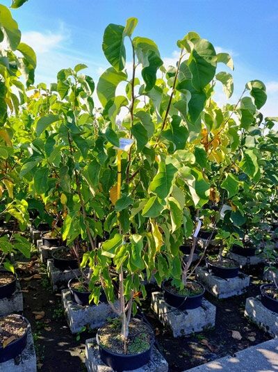 Magnolia ’Flamingo‘ (Tulpenmagnolie) 125-150 cm im C20-Container, mehrstämmiger Jungbaum mit grünem Laub.