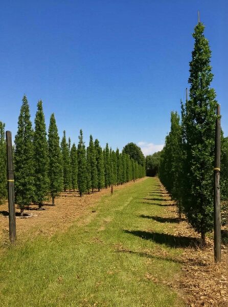 Quercus robur 'Fastigiata' (Säulen-Eiche/Pyramiden-Eiche), schlanker säulenförmiger Baum, 450–500 cm, mit Db.