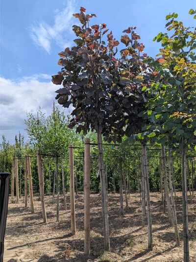 Purpur-Pappel 'Purple Tower' / Purpur-Pappel 'Purple Tower'