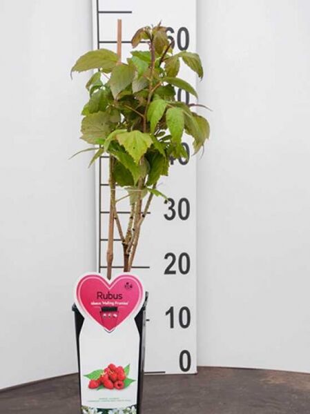 Himbeere Rubus idaeus 'Malling Promise', Pflanze im Topf, 40–60 cm, Container C2 mit grünen Blättern und mehreren Trieben.