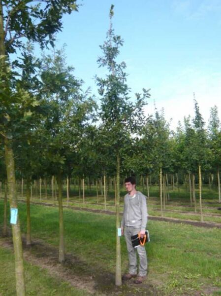 Quercus cerris (Zerr-Eiche, Türkische Eiche) Hochstamm 14-16 StU mit Drahtballen, Baum mit Stamm und Krone im Feld