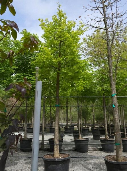 Quercus robur (Stiel-Eiche/Sommer-Eiche) Hochstamm 18-20 StU im Container, Baum mit aufrechter Krone und grünem Laub
