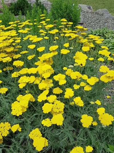 Schafgarbe 'Parker's Variety' / Achillea filipendulina 'Parker's Variety'