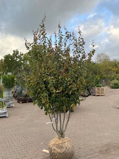 Eisenholzbaum 'Bella' 250-300 cm schirmförmig / Parrotia persica 'Bella' Schirmform (1577396)
