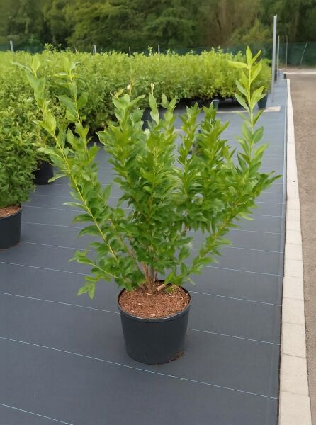 Vaccinium corymbosum 'Brigitta Blue' / Heidelbeere 'Brigitta Blue' 60-80 cm C10, Strauch im schwarzen Topf mit grünem Laub.