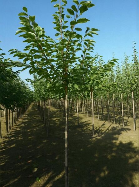 Prunus avium 'Hedelfinger Riesenkirsche' / Süßkirsche 'Hedelfinger Riesenkirsche', Hochstamm im Feld, belaubt