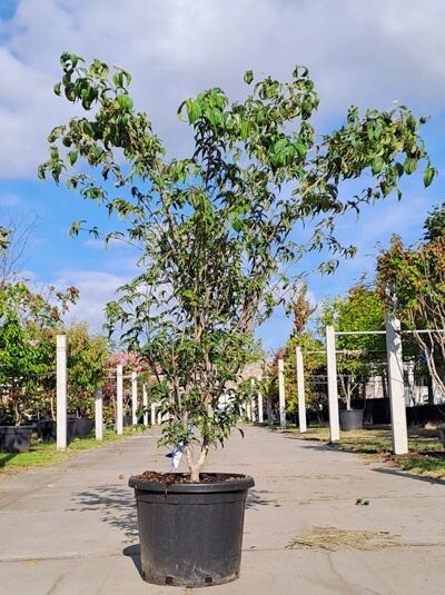 Japanischer Blumen-Hartriegel Cornus kousa 'Mount Fuji', 175–200 cm im Container, mehrstämmiger Strauch mit grünem Laub.