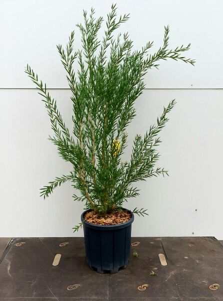 Violetter Zylinderputzer 'Perth Pink' (Callistemon citrinus) 60-80 cm C10, mehrtriebige Pflanze im Topf mit schmalen Blättern.