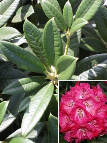 Rhododendron 'Berliner Liebe' / Rhododendron insigne 'Berliner Liebe'