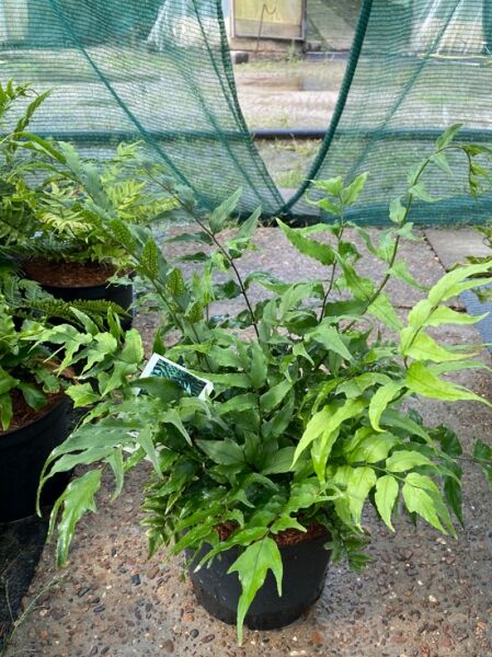 Fortunes Sichel-Farn (Cyrtomium fortunei) im Topf, Variante C5, mit grünen, gefiederten Wedeln.