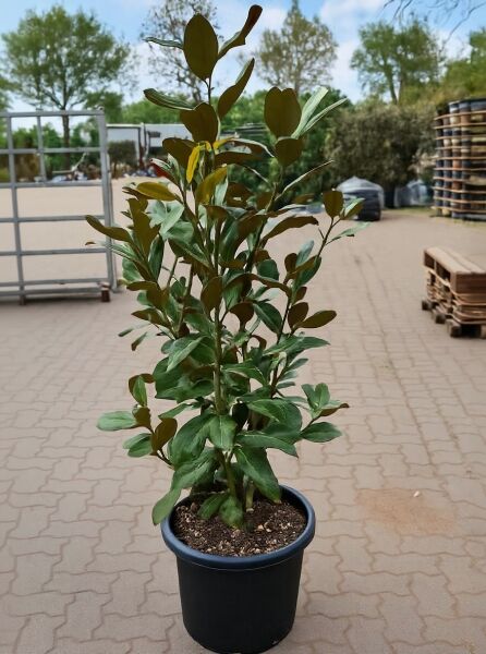 Magnolia grandiflora 'Galissonière' / Großblütige Magnolie 'Galissonière', 175-200 cm, im Topf C35 mit grünem Laub.