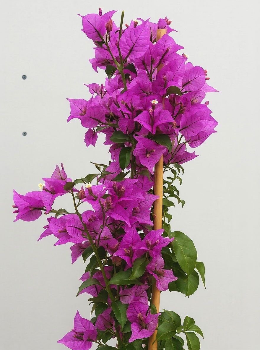 dennerle dnger set Dennerle Plant System Set Nano  Dnger fr prachtvolle Aquarienpflanzen